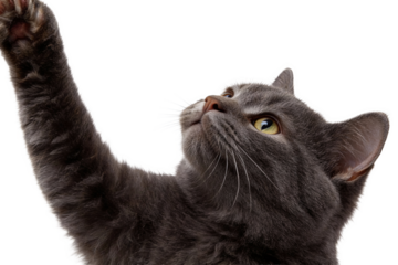 A gray domestic cat raises its paw while gazing upward against a plain white background, showcasing curious expression and fur texture.