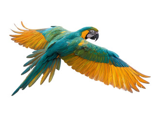 Fototapeta premium Blue-and-yellow macaw soaring with vibrant wings outstretched, tropical parrot in flight, isolated with transparent background