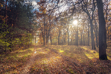 Obraz premium Autumn woods