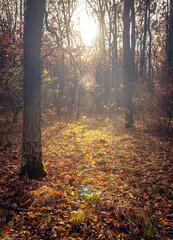 Obraz premium Autumn woods