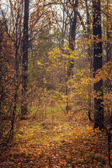 Fototapeta premium Autumn woods