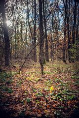Morning nature in sunlight and dew
