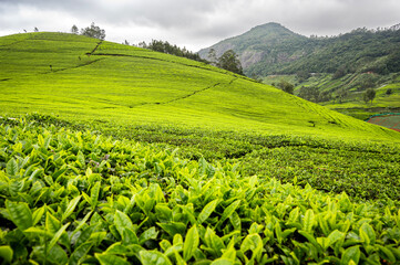 Fototapeta premium Terrace tea plantations at Perar near Ooty, Nilgiris, with lush green fields in the foreground, pine trees behind, and distant hills forming a scenic South Indian hill landscape.