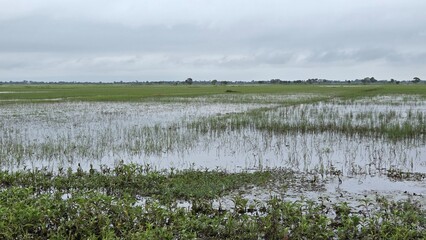 flooded rice fields have the potential to cause crop failure