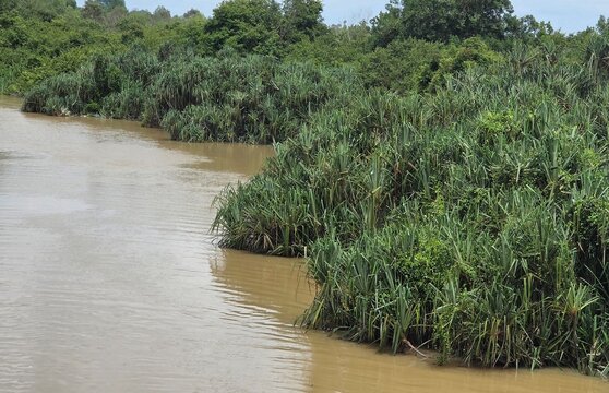 Rasau plants (Pandanus helicopus/Pandanus radula) grow thickly on the banks of the river
