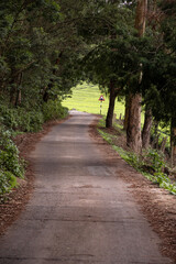 Fototapeta premium Calm road lined with dried leaves and shaded by a tree canopy in the afternoon, with lush tea plantations in the background at Perar, Ooty, Nilgiris, South India.