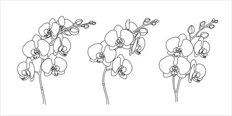 line drawing of three orchid flowers
