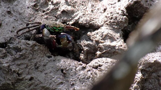 a small colorful fiddler crab standing cover a hole on the mud floor in swamp mangrove forest