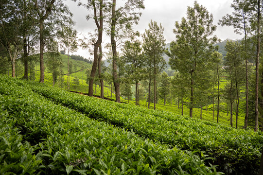Terrace tea plantations at Perar near Ooty, Nilgiris, with lush green fields in the foreground, pine trees behind, and distant hills forming a scenic South Indian hill landscape.