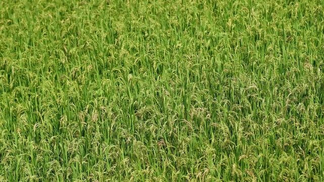 close up photo of golden rice field