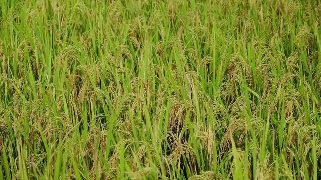 close up photo of golden rice field