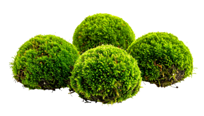 Four spherical green moss clusters on black background, close-up, textured