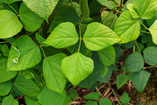 Hyacinth bean plant green leaves