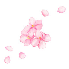 桜の花3輪と散る花びら / Three Cherry Blossoms with Falling Petals