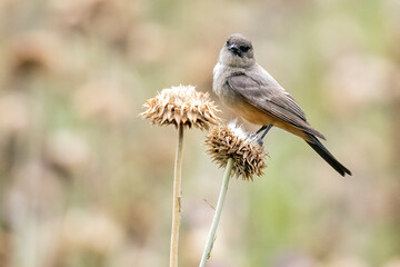 Wild Say's Phoebe in a park in Colorado