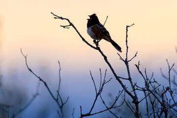 A wild spotted towhee in a park in Colorado.