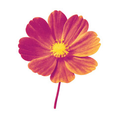 Obraz premium PNG Vibrant pink and yellow flower