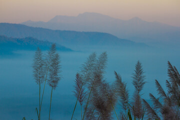 Wildflowers and the sea of ​​mist in the morning.