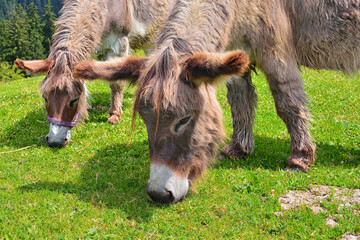 Esel auf einer Wiese, grasend