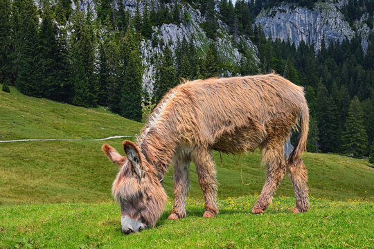Esel auf einer Wiese, grasend
