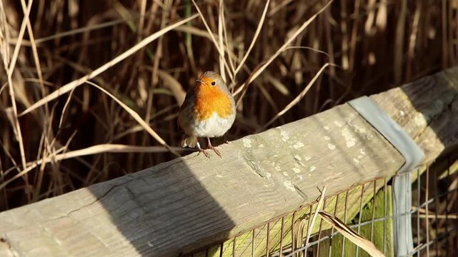 A Robin, Erithacus rubecula, perched on fence rail in Winter sunshine. UK