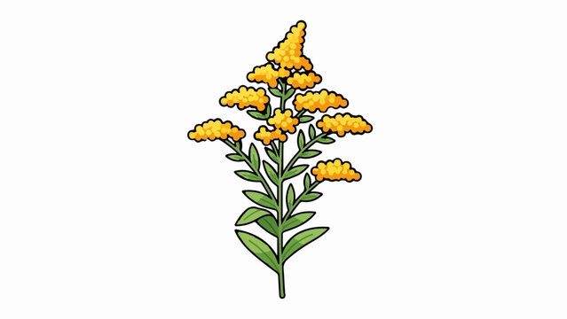 Stylized illustration of a goldenrod flower branch with yellow blooms and green leaves