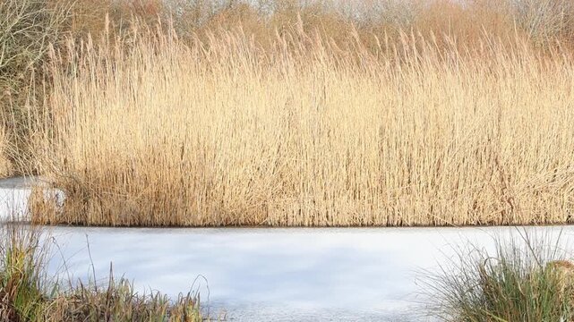 A bed of Common Reeds, Phragmites australis, growing in an iced over lake. Winter. England. UK