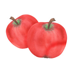 Apple illustration, hand-drawn watercolor fruit. Ripe, realistic seasonal fruit.