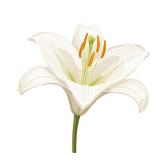 White Lily Flower Vector Illustration