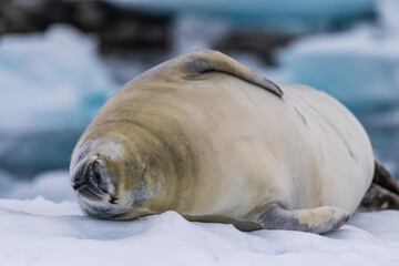 Close-up of a crabeater seal -Lobodon carcinophaga- resting on a small iceberg near the fish islands on the Antarctic peninsula
