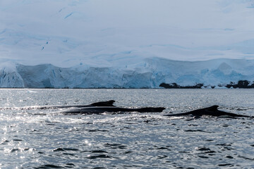 Close-up of the back of a diving humpback whale -Megaptera novaeangliae- including the dorsal fin and blow hole. Image taken in the Graham passage, near trinity island, in the Antarctic peninsula.