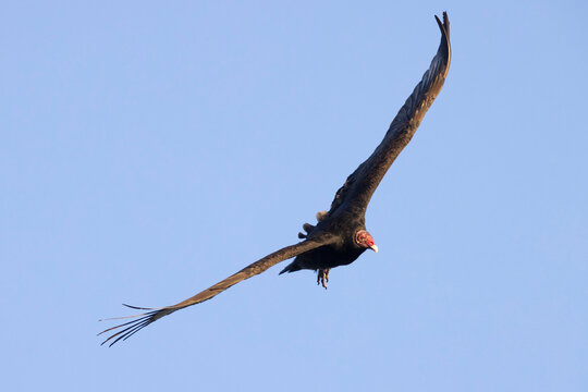 A wild turkey vulture soaring over a park in Colorado
