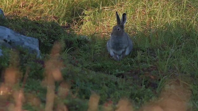 Wild mountain hare sitting upright in green grass Norway nature