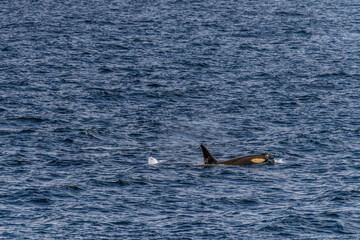 Close-up of a killer whale, Orcinus orca, swimming in the waters of the Antarctic peninsula, near Anvers Island.