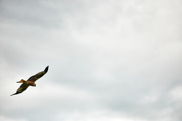 Obraz premium Falcon in Flight Over the Alpine Mountains
