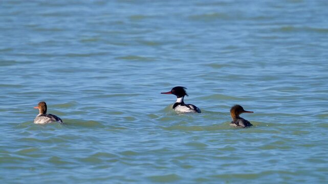 Mergansers swimming in Utah Lake in slow motion.