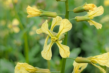 Raphanus raphanistrum wild yellow flower, wild radish also called white charlock or jointed charlock (Raphanus raphanistrum landra) a flowering plant in the cabbage 
 family (Brassicaceae or Crucifera