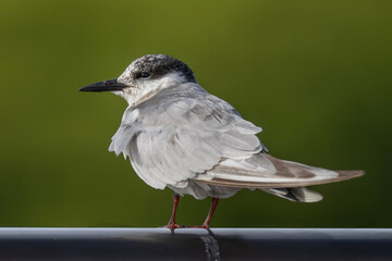 Portrait of a Whiskered tern