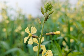 Raphanus raphanistrum wild yellow flower, wild radish also called white charlock or jointed charlock (Raphanus raphanistrum landra) a flowering plant in the cabbage 
 family (Brassicaceae or Crucifera