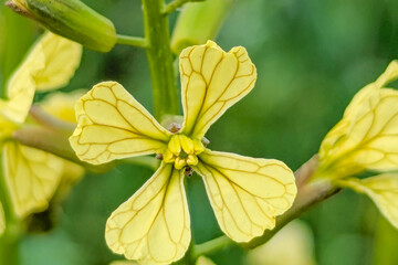 Raphanus raphanistrum wild yellow flower, wild radish also called white charlock or jointed charlock (Raphanus raphanistrum landra) a flowering plant in the cabbage 
 family (Brassicaceae or Crucifera