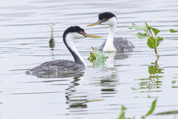 Obraz premium Wild western grebe floating in a pond in a park in Colorado