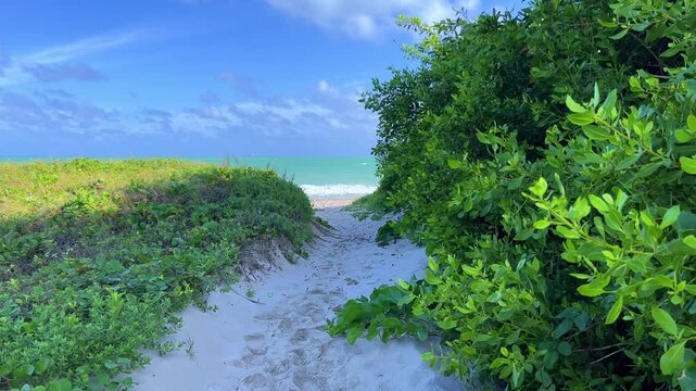 A sandy road leading to the Atlantic Ocean among the palm trees in Varadero. A path leading to a beach on the island of Cuba. The shadows of palm trees on the sand on a sunny day. 4К