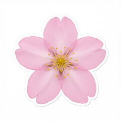 Spring Cherry Blossom Design Elements Collection Isolated on White