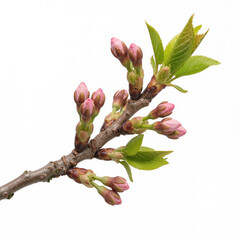 Spring Cherry Blossom Design Elements Collection Isolated on White