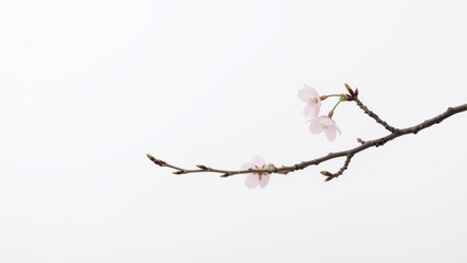 Spring Cherry Blossom Design Elements Collection Isolated on White