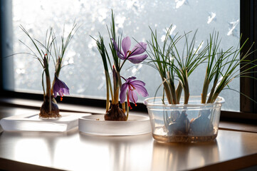 サフランの花　球根　栽培