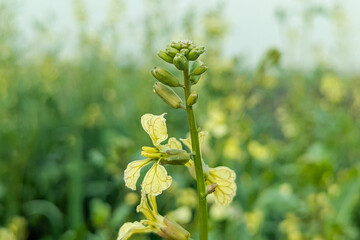 Raphanus raphanistrum wild yellow flower, wild radish also called white charlock or jointed charlock (Raphanus raphanistrum landra) a flowering plant in the cabbage 
 family (Brassicaceae or Crucifera