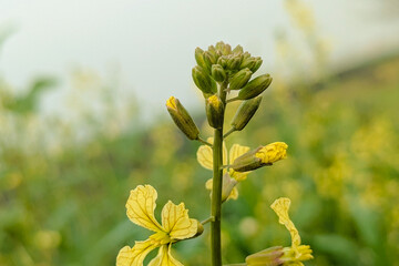 Raphanus raphanistrum wild yellow flower, wild radish also called white charlock or jointed charlock (Raphanus raphanistrum landra) a flowering plant in the cabbage 
 family (Brassicaceae or Crucifera