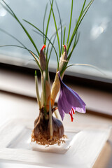 サフランの花　球根　栽培