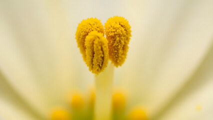 Yellow Flower Macro Close Up
